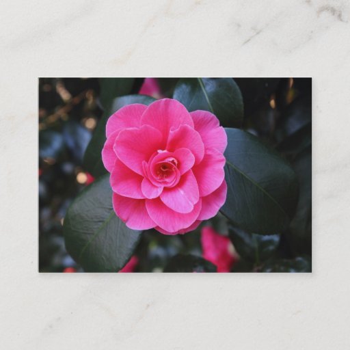 Customizable Pink Camellia Business Card