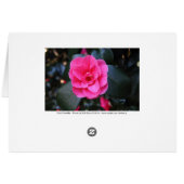 Pink Camellia Cards (Back Horizontal)