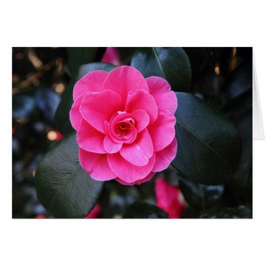 Pink Camellia Cards (Front Horizontal)