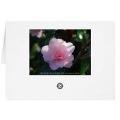 Pink Camellia Cards (Back Horizontal)