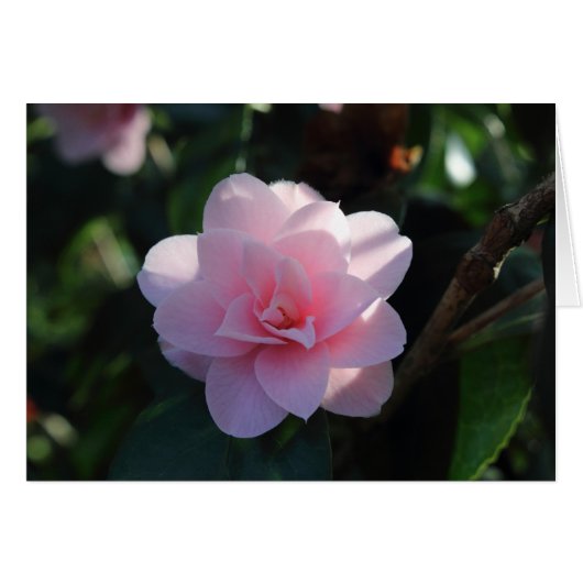 Pink Camellia Cards (Front Horizontal)