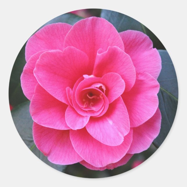 Pink Camellia Classic Round Sticker (Front)