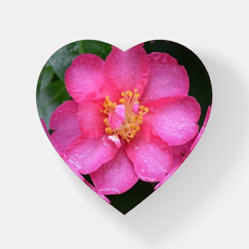 Pink Camellia Flower Glass Heart Paperweight