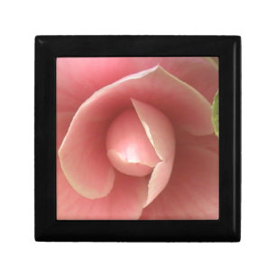 Pink Camellia Gift Box