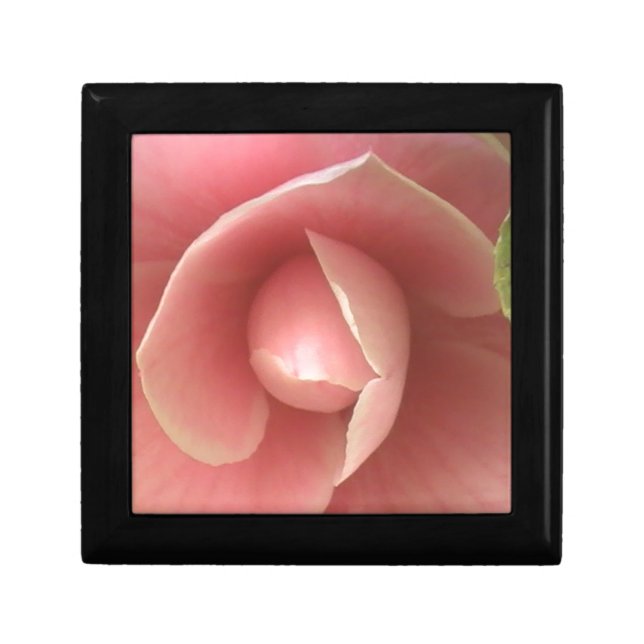 Pink Camellia Gift Box (Front)