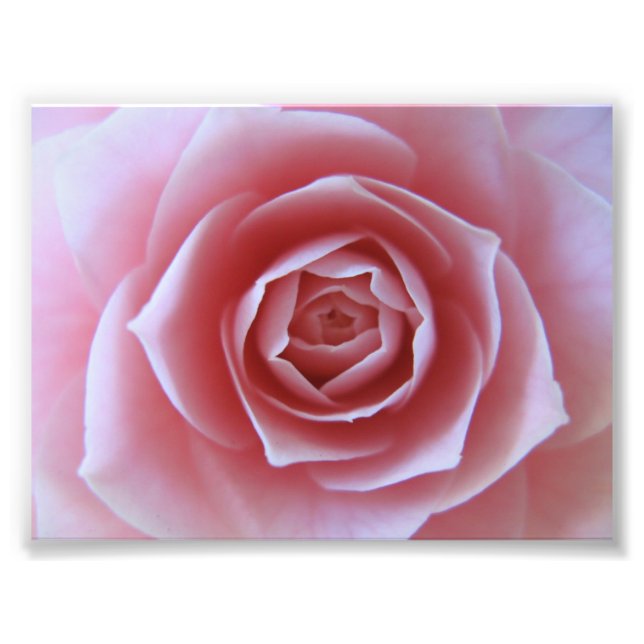 Pink Camellia Photo Print (Front)