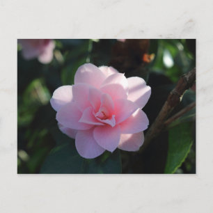 Pink Camellia Postcard