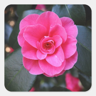 Pink Camellia Square Sticker