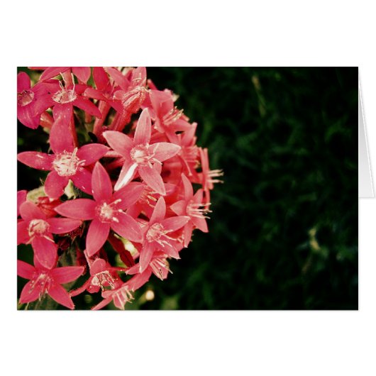 Pink Cards (Front Horizontal)
