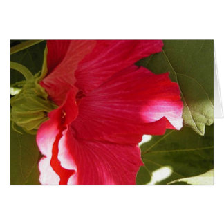 Pink Cards