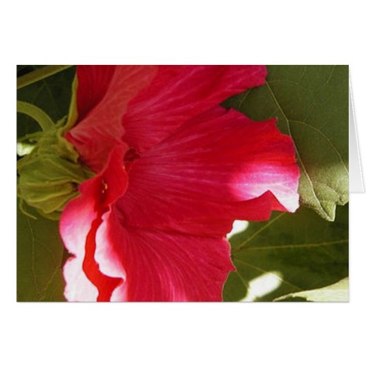 Pink Cards (Front Horizontal)