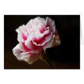 Pink Carnation Dianthus Flower (Front Horizontal)