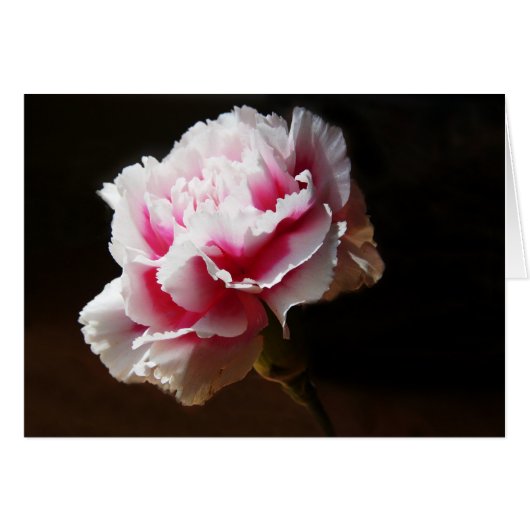 Pink Carnation Dianthus Flower Cards (Front Horizontal)