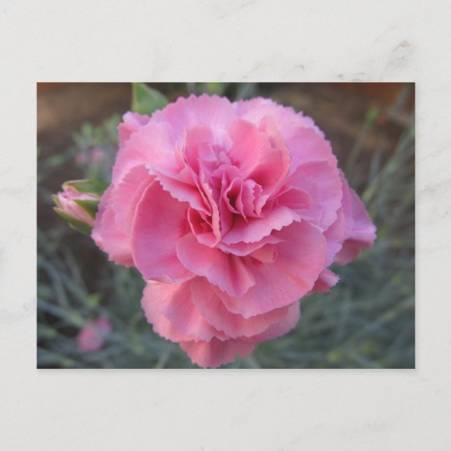 Pink Carnation Postcard (Front)