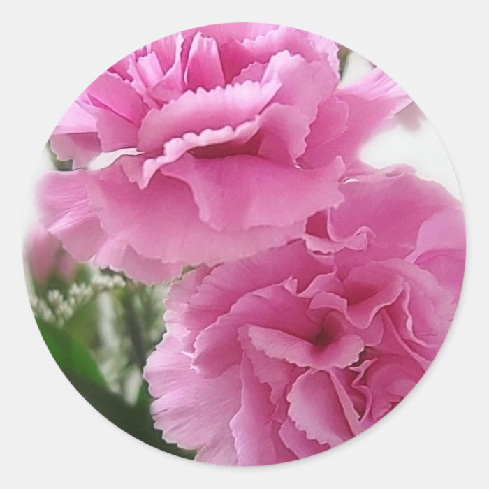 Pink Carnations 1 Round Stickers