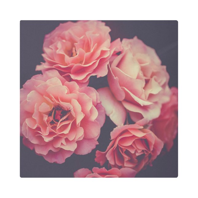 Pink Carnations Flowers Metal Print (Front)