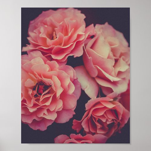 Pink Carnations Flowers Poster