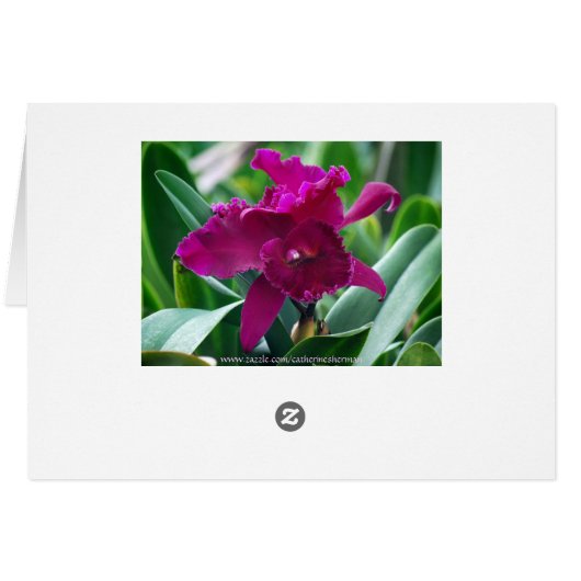 Pink Cattleya Orchid Card (Back Horizontal)