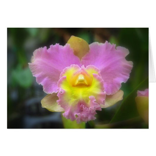 Pink Cattleya Orchid Card (Front Horizontal)