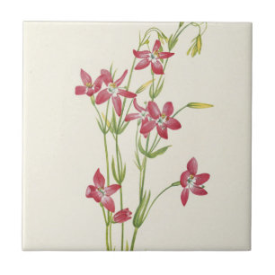  Pink Centaurium by Mary Vaux Walcott Ceramic Tile