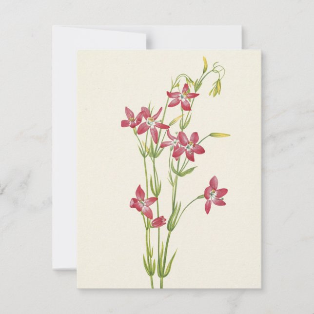 Pink Centaurium by Mary Vaux Walcott Note Card (Front)