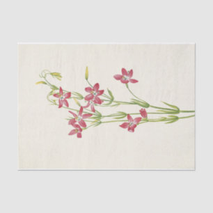 Pink Centaurium by Mary Vaux Walcott Tissue Paper