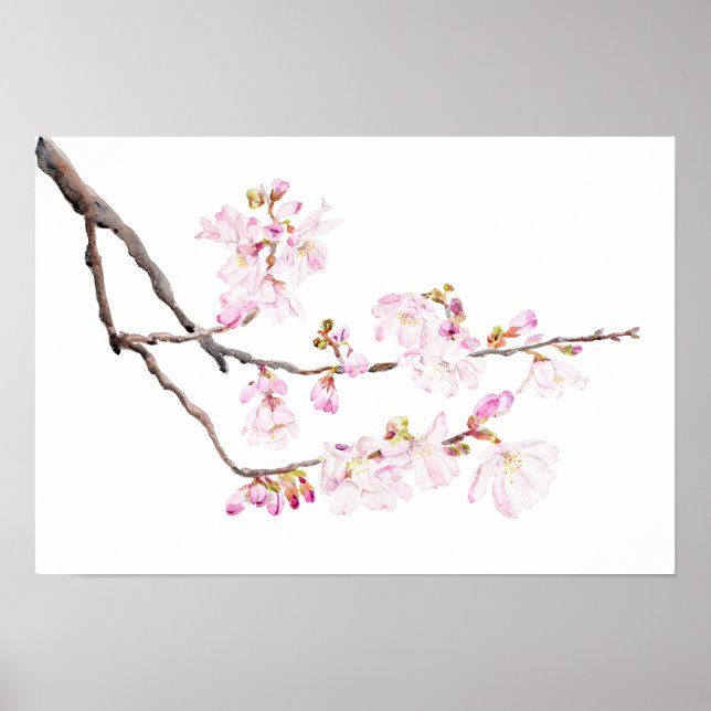 pink cherry blossom 2023 watercolor 2  poster (Front)
