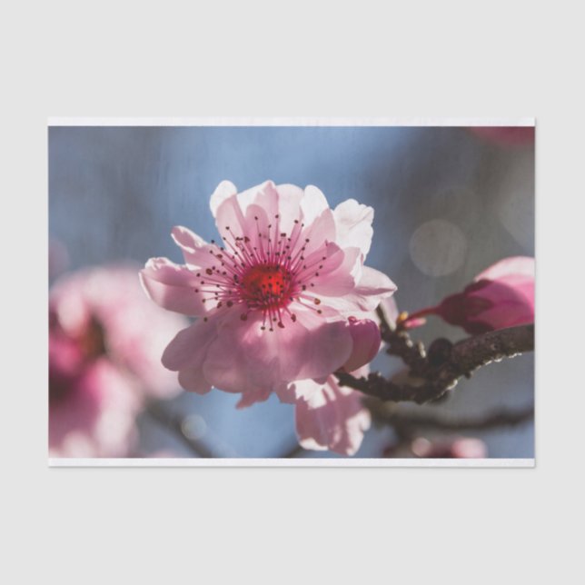 Pink Cherry Blossom Backlit in the Sunshine Tissue Paper (Front)