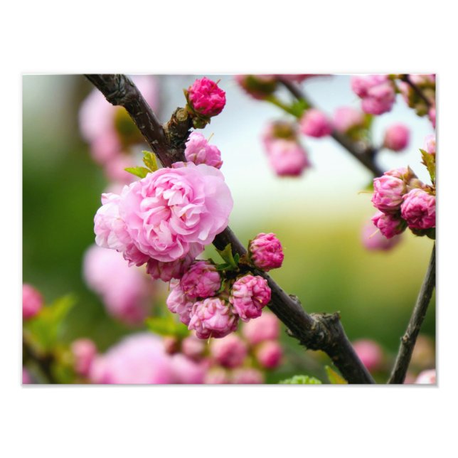 Pink Cherry Blossom Buds Photo Print (Front)