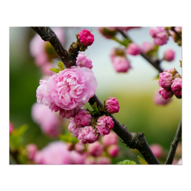 Pink Cherry Blossom Buds Poster (Front)