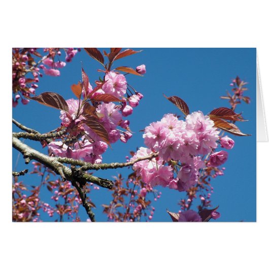 pink cherry blossom cards (Front Horizontal)