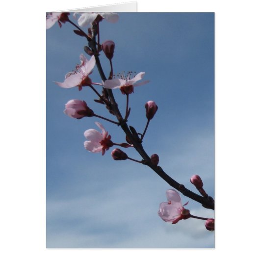 Pink Cherry Blossom Flowering Tree Card (Front)