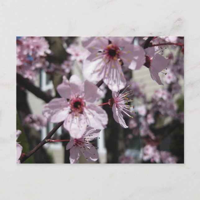 Pink Cherry Blossom Flowering Tree Post Card (Front)