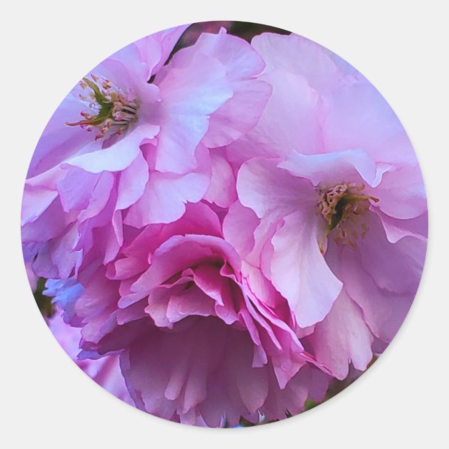 Pink Cherry Blossom Flowers Classic Round Sticker (Front)
