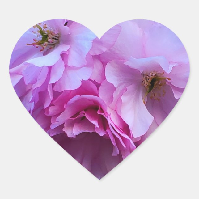 Pink Cherry Blossom Flowers Heart Sticker (Front)