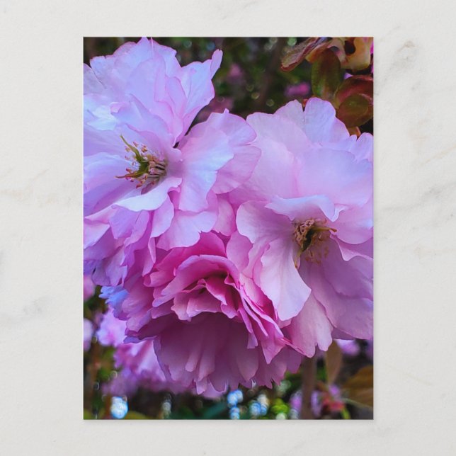 Pink Cherry Blossom Flowers Postcard (Front)
