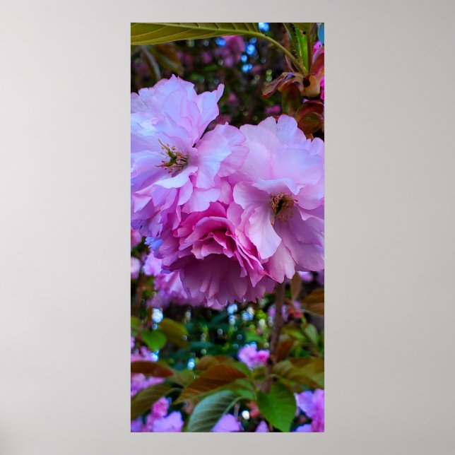 Pink Cherry Blossom Flowers Poster (Front)