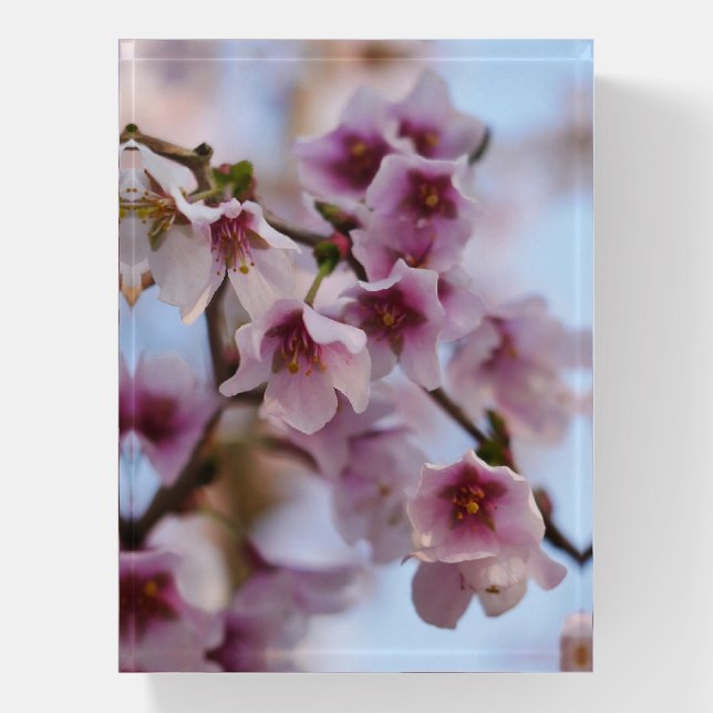 Pink Cherry Blossom Paperweight  (Vertical)