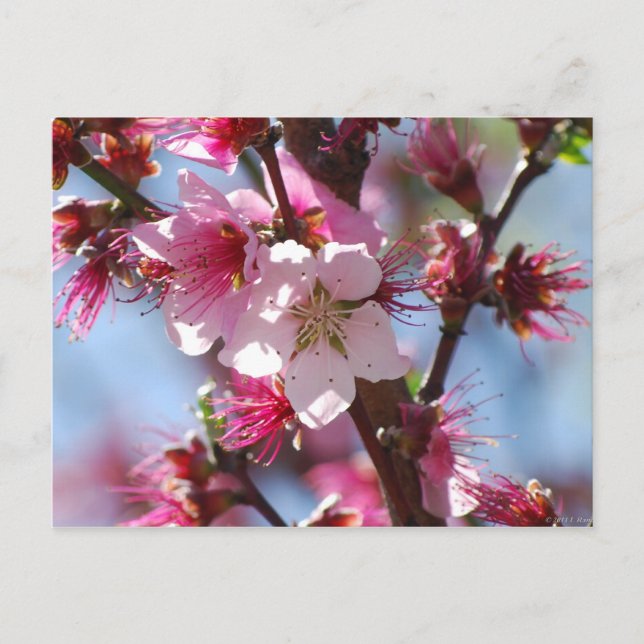 Pink Cherry Blossom postcard (Front)