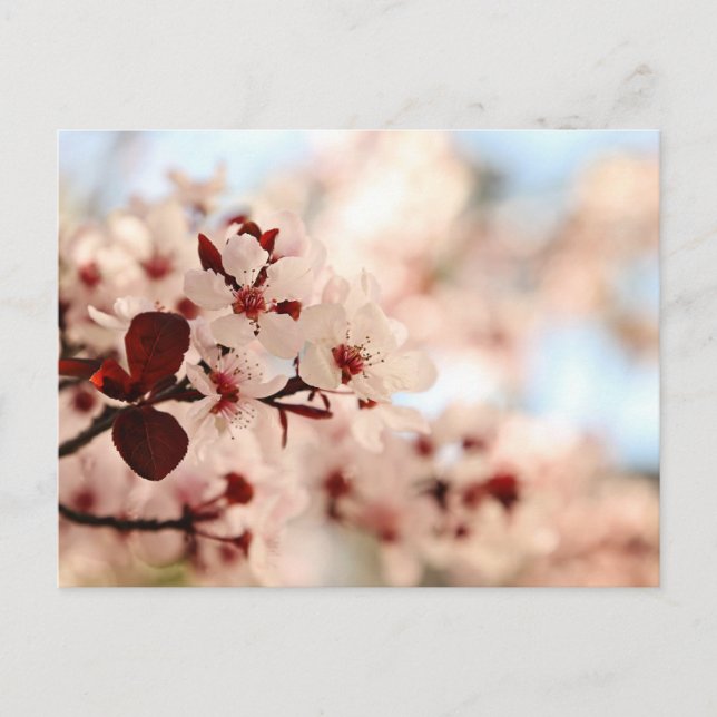 Pink Cherry Blossom Postcard (Front)