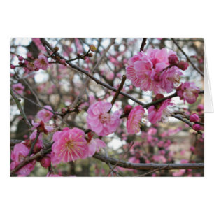 Pink Cherry Blossom / Sakura / サクラ(桜) Card