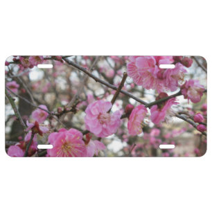 Pink Cherry Blossom / Sakura / サクラ(桜) License Plate