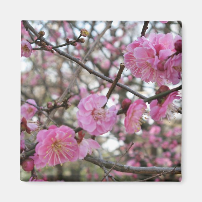 Pink Cherry Blossom / Sakura / サクラ（桜) Magnet