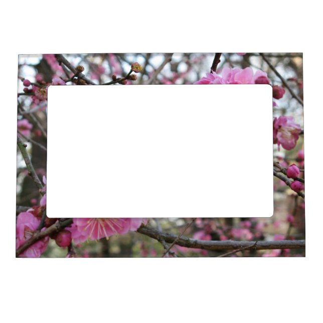 Pink Cherry Blossom / Sakura / サクラ（桜) Magnetic Frame (Front)