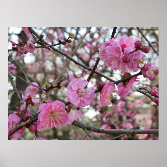 Pink Cherry Blossom / Sakura / サクラ（桜) Poster (Front)
