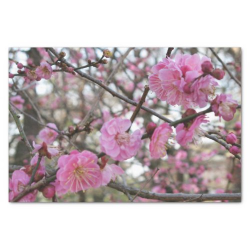 Pink Cherry Blossom  Sakura  サクラ桜 Tissue Paper