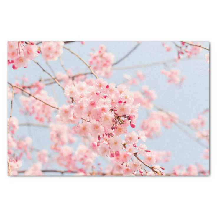 Pink Cherry Blossom Tissue Paper Zazzle