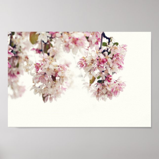Pink Cherry Blossom Tree Flower Photo Poster (Front)