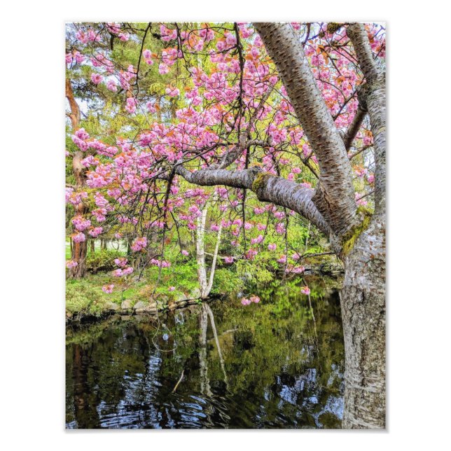 Pink Cherry Blossoms Alongside Pond Photo Print (Front)