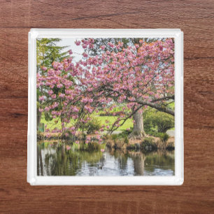 Pink Cherry Blossoms and Pond Photographic Acrylic Tray
